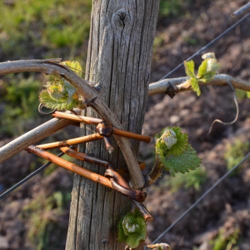 מלון Ürzig Weingut Erbes-Henn מראה חיצוני תמונה